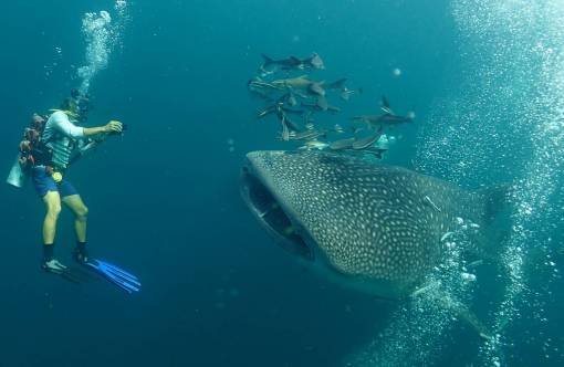 Scuba diving Phuket Whaleshark in Thailand