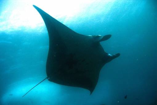 Similan Island Koh Bon Manta Ray cleaning Station - Phuket Dive Tours