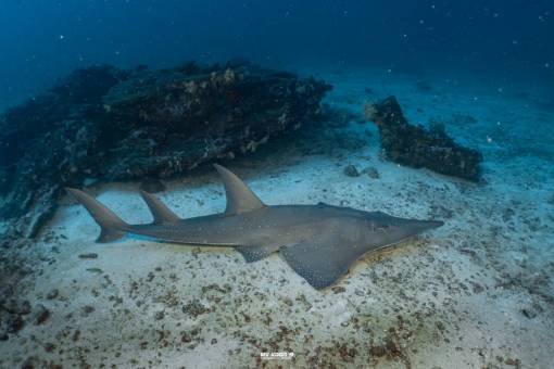 scuba diving at Surin Island